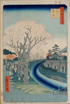 One Hundred Famous Views of Edo: Sakura (Cherry Blossoms) on the Banks of Tama River