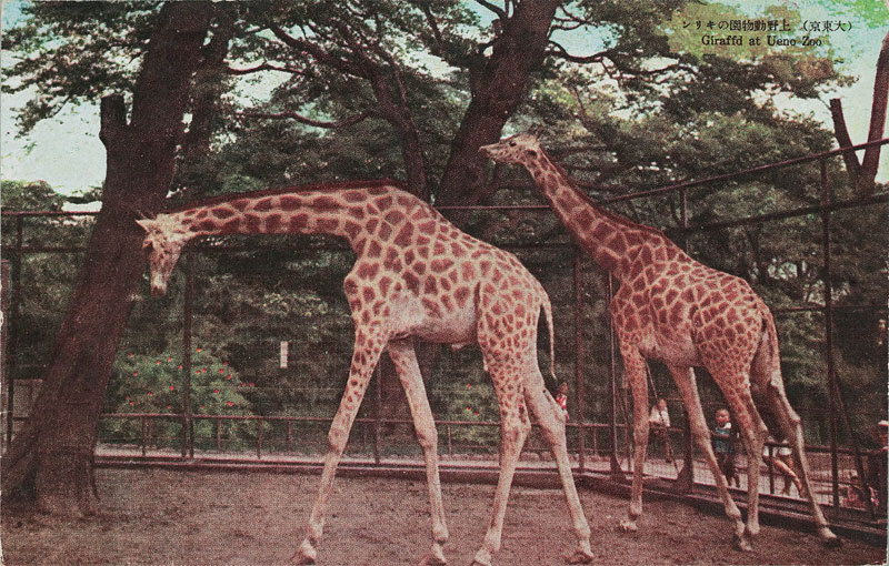 쓮̃L Giraffd at Ueno Zoỏ摜